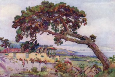 The Canary Pine by Ella Du Cane