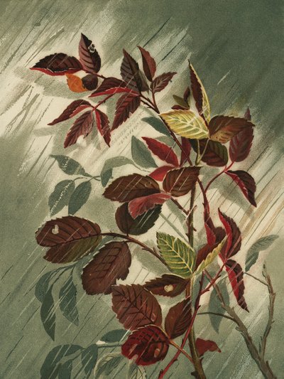 Autumn Leaves In the Rain by Ellen Thayer Fisher