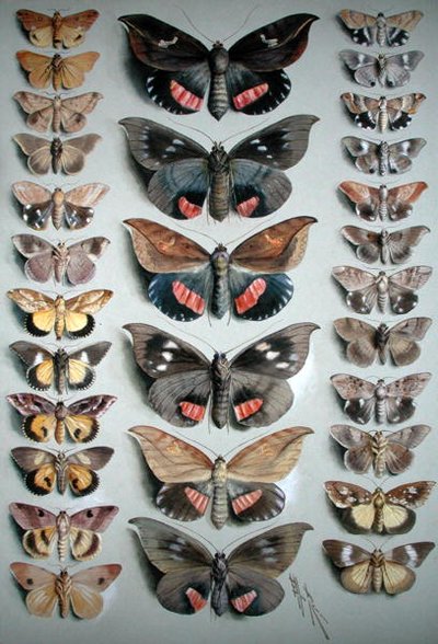 Thirty Butterflies by Ellis Rowan