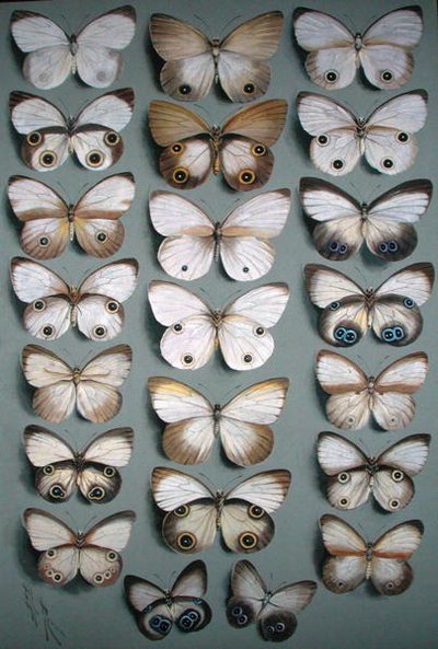 Twenty-Two Butterflies by Ellis Rowan