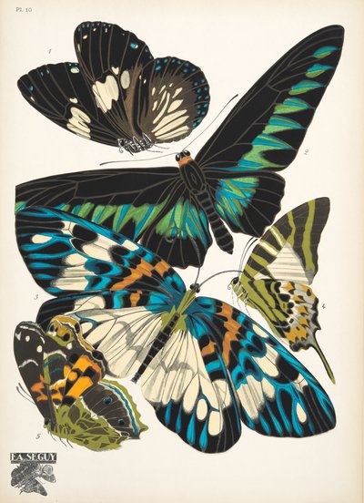 Plate 10, from Papillons, pub. 1925 by Émile Allain Séguy