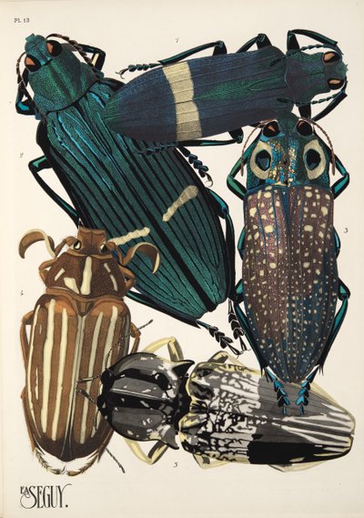Plate 13 from Insectes, pub. 1930