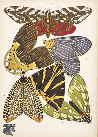 Plate 14, from Papillons, pub. 1925 by Émile Allain Séguy