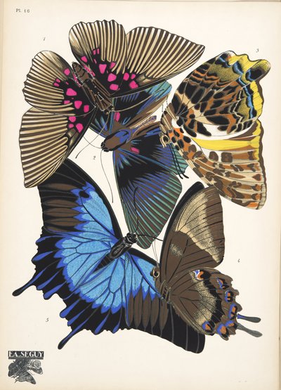 Plate 16, from Papillons, pub. 1925 by Émile Allain Séguy