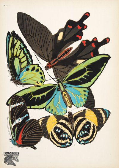 Plate 1, from Papillons, pub. 1925 by Émile Allain Séguy