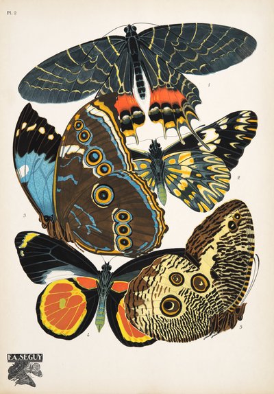 Plate 2, from Papillons, pub. 1925 by Émile Allain Séguy