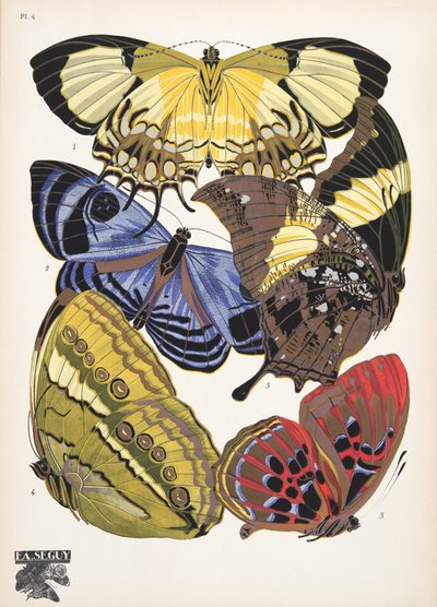Plate 4, from Papillons, pub. 1925 by Émile Allain Séguy
