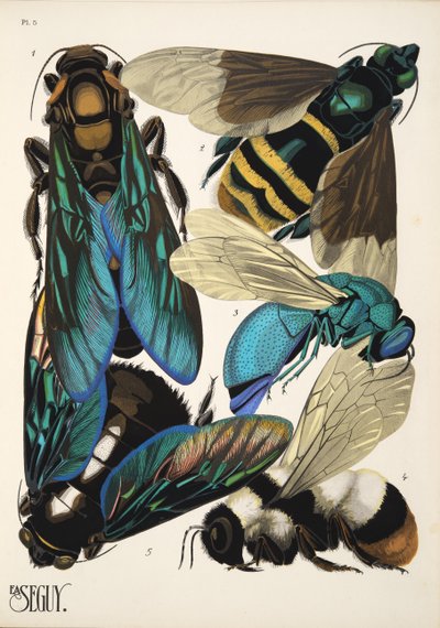 Plate 5 from Insects, pub. 1930