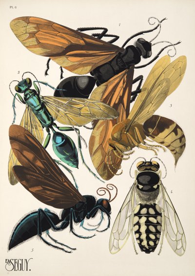 Plate 6 from Insects, pub. 1930