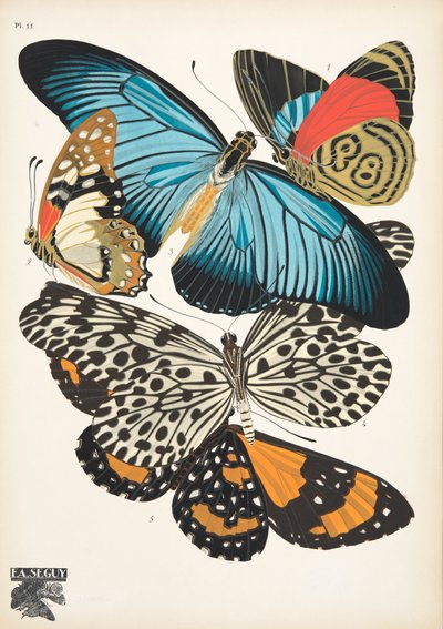 Plate 11, from Papillons, pub. 1925 by Émile Allain Séguy