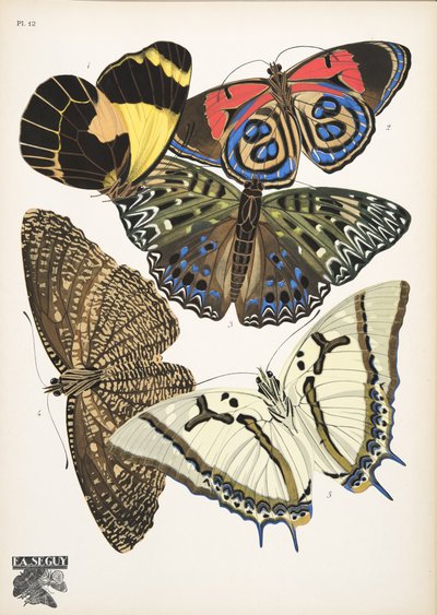 Plate 12, from Butterflies, pub. 1925 by Émile Allain Séguy