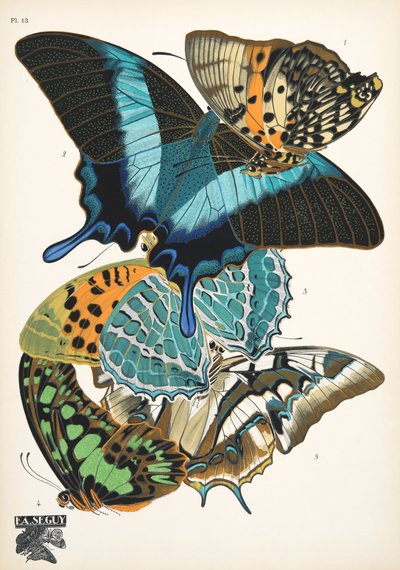 Plate 13, from Papillons, pub. 1925 by Émile Allain Séguy