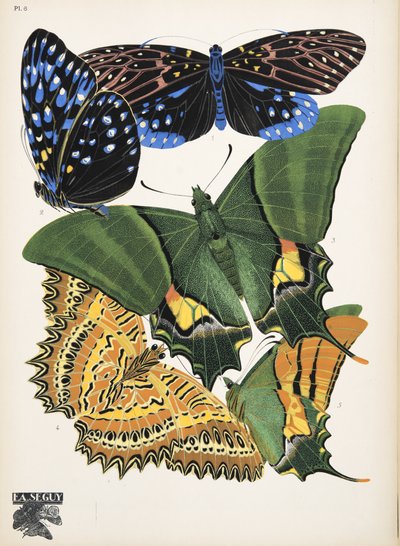 Plate 6, from Butterflies, pub. 1925 by Émile Allain Séguy
