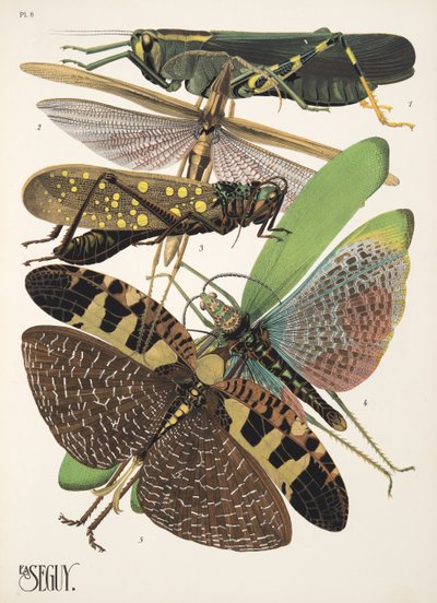 Plate 8 from Insectes, pub. 1930