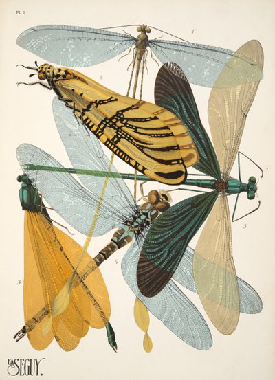 Plate 9 from Insects, pub. 1930