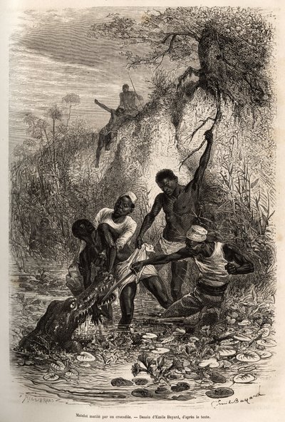 A sailor seized by a crocodile while collecting convolvulus. Engraving by Emile Bayard illustrating an expedition by Emile Antoine Bayard