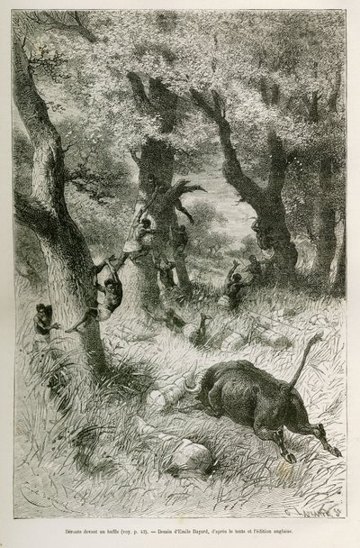 Rout of the Expedition in Front of the Charge of a Buffalo, Drawing by Emile Bayard, to Illustrate the Story: Across Africa, from Zanzibar (Tanzania) to Benguela (Angola), from 1872 to 1876, by Lieutenant V.H.Cameron. Engraving in 