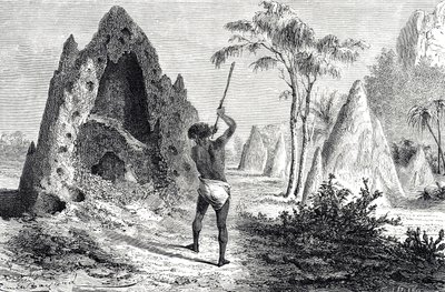 Nets of the White Ants, Termites (engraving) by Emile Antoine Bayard