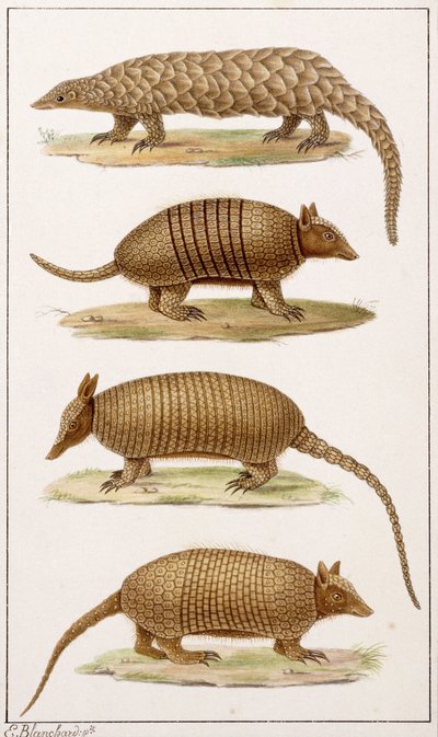 A Giant Anteater and Three Types of Armadillo by Emile Theophile Blanchard