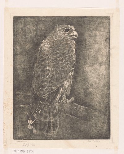 Falcon on a Branch by Emilius Wilhelmus Dehé (signed by artist)