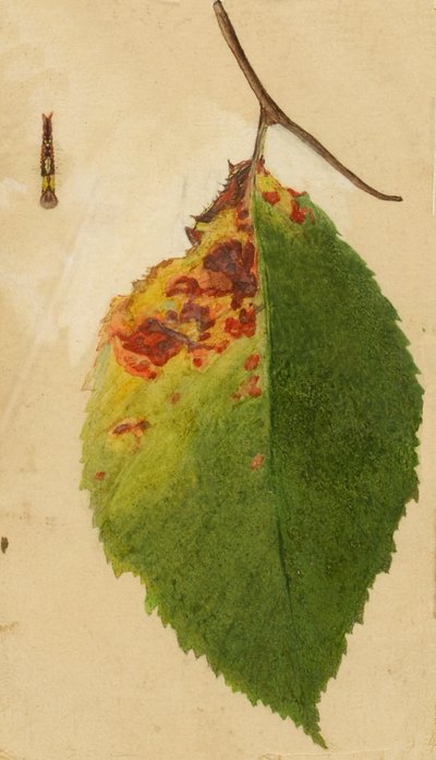 Crumpled and Withered Leaf Edge Mimicking Caterpillar by Emma Beach Thayer