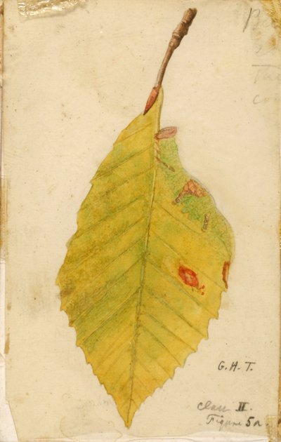 Crumpled and Withered Leaf Edge Mimicking Caterpillar by Emma Beach Thayer