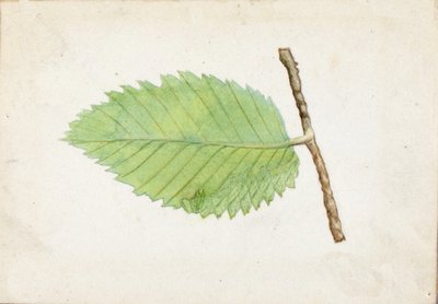 Jagged Leaf Edge Caterpillar, late 19th-early 20th century by Emma Beach Thayer