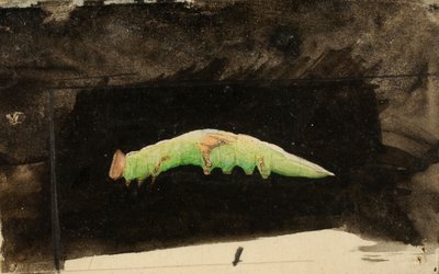 Larger Spotted Beach Leaf Edge Caterpillar by Emma Beach Thayer
