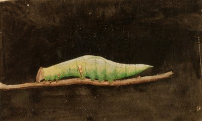 Larger Spotted Beach Leaf Edge Caterpillar by Emma Beach Thayer