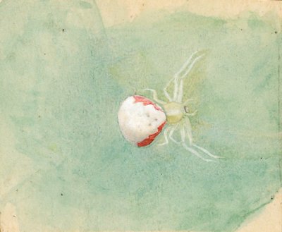 Porcelain-White Spider, late 19th-early 20th century by Emma Beach Thayer