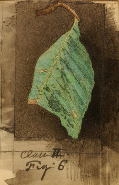 Smaller Spotted Beach Leaf Edge Caterpillar by Emma Beach Thayer