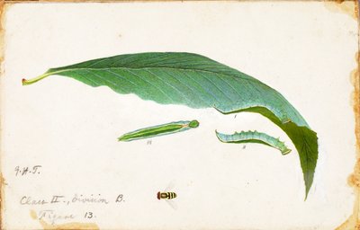 Unspotted Beach Leaf Edge Caterpillar by Emma Beach Thayer