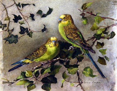 A Pair of Budgies by Emma Cooper