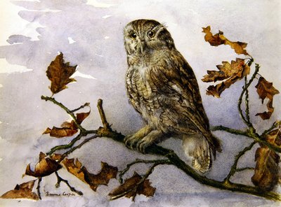 An Owl by Emma Cooper