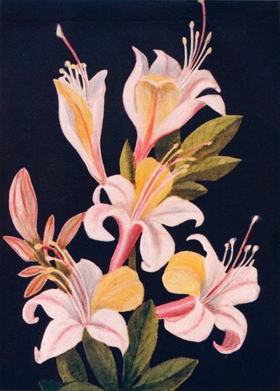 California Azalea by Emma Graham Clock