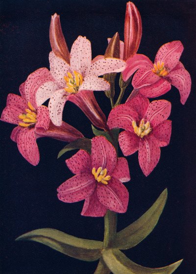 Ruby Lily by Emma Graham Clock