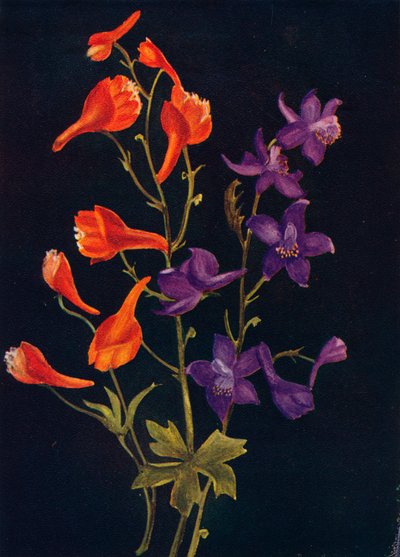Scarlet and Blue Larkspur by Emma Graham Clock