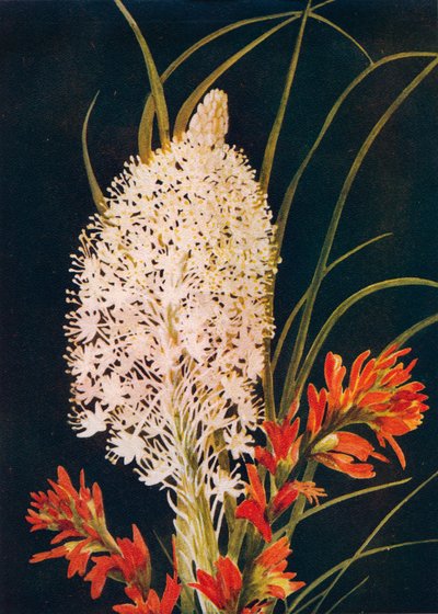 Squaw Grass and Scarlet Paint Brush by Emma Graham Clock