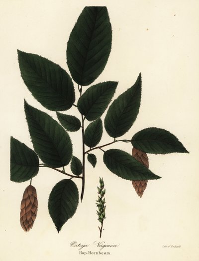 American hophornbeam, Ostrya virginiana by Endicott Endicott