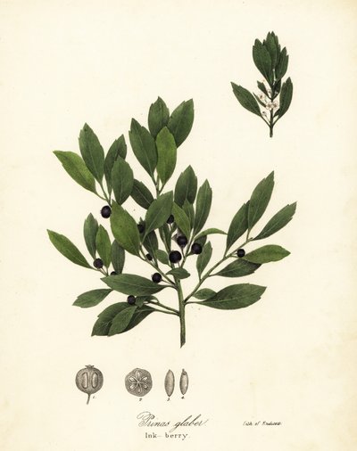 Appalachian tea, dye-leaves, evergreen winterberry, gallberry and inkberry, Ilex glabra by Endicott Endicott