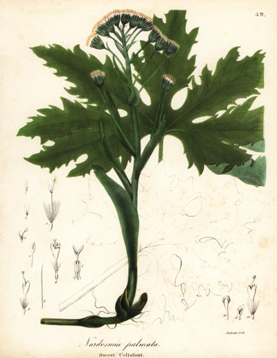 Arctic sweet coltsfoot or Arctic butterbur, Petasites frigidus var by Endicott Endicott
