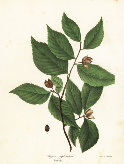 Beech Tree, Fagus sylvatica by Endicott Endicott
