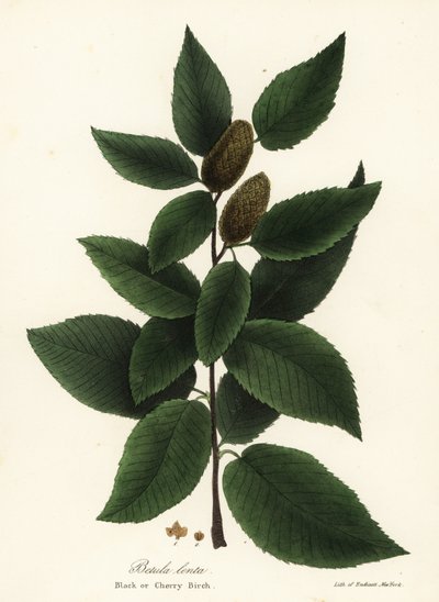 Black birch or cherry birch, Betula lenta by Endicott Endicott