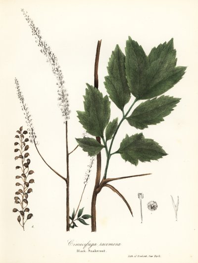 Black cohosh, black bugbane, black snakeroot or fairy candle, Actaea racemosa by Endicott Endicott