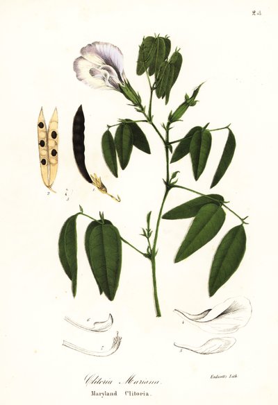 Butterfly Pea, Atlantic Pigeon Wings or Maryland Clitoria, Clitoria Mariana by Endicott Endicott