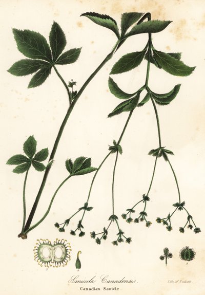 Canadian blacksnakeroot or Canadian sanicle by Endicott Endicott