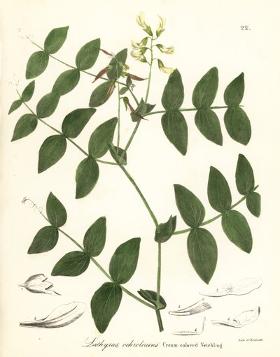 Cream pea or cream-colored vetchling, Lathyrus ochroleucus by Endicott Endicott