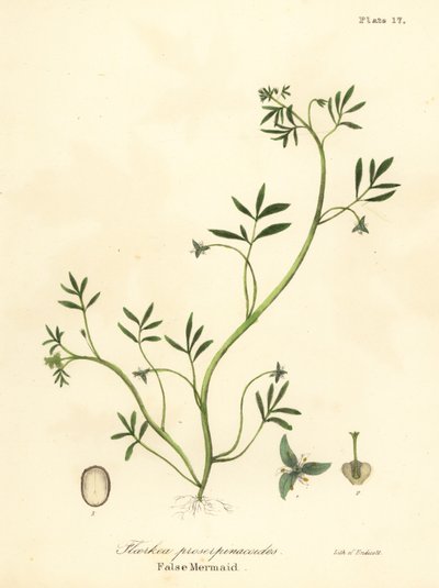 False mermaid, Floerkea proserpinacoides by Endicott Endicott