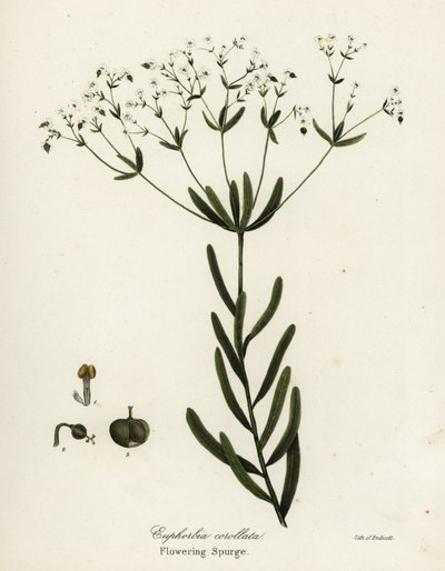 Flowering Spurge, Euphorbia corollata by Endicott Endicott