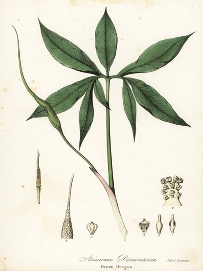 Green Dragon or Dragon-root, Arisaema Dracontium by Endicott Endicott